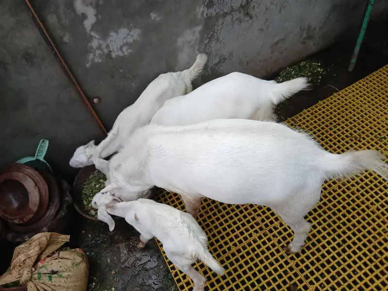 taddy bakra pure white and burbera — photo 2