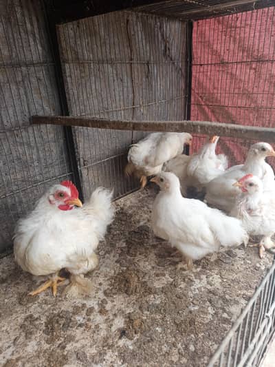 white bantam 1000 per piece
