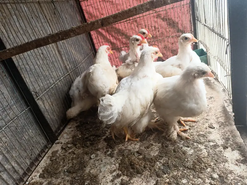 white bantam 1000 per piece — photo 2
