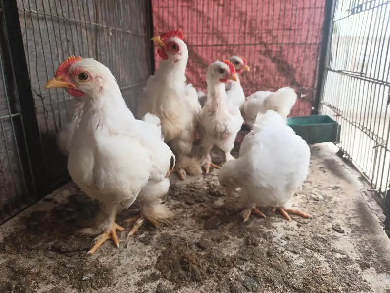 white bantam 1000 per piece — photo 3