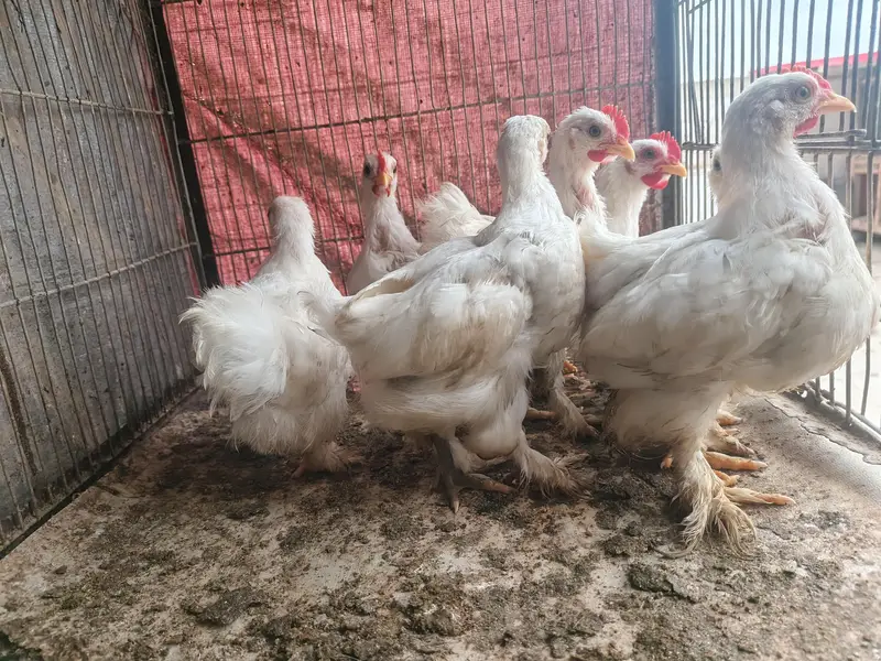 white bantam 1000 per piece — photo 4