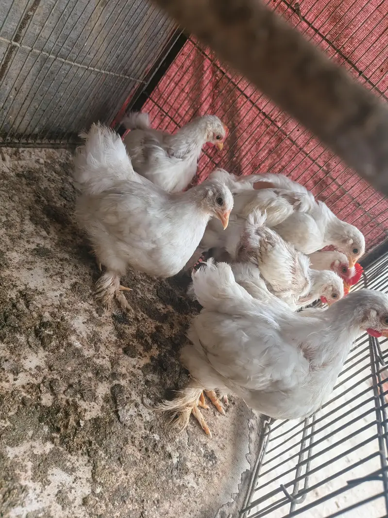 white bantam 1000 per piece — photo 5