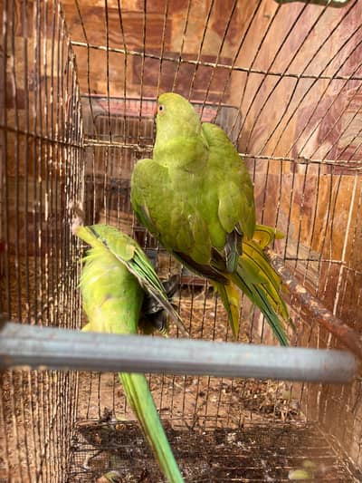 Ring neck Green Parrots urgent sale