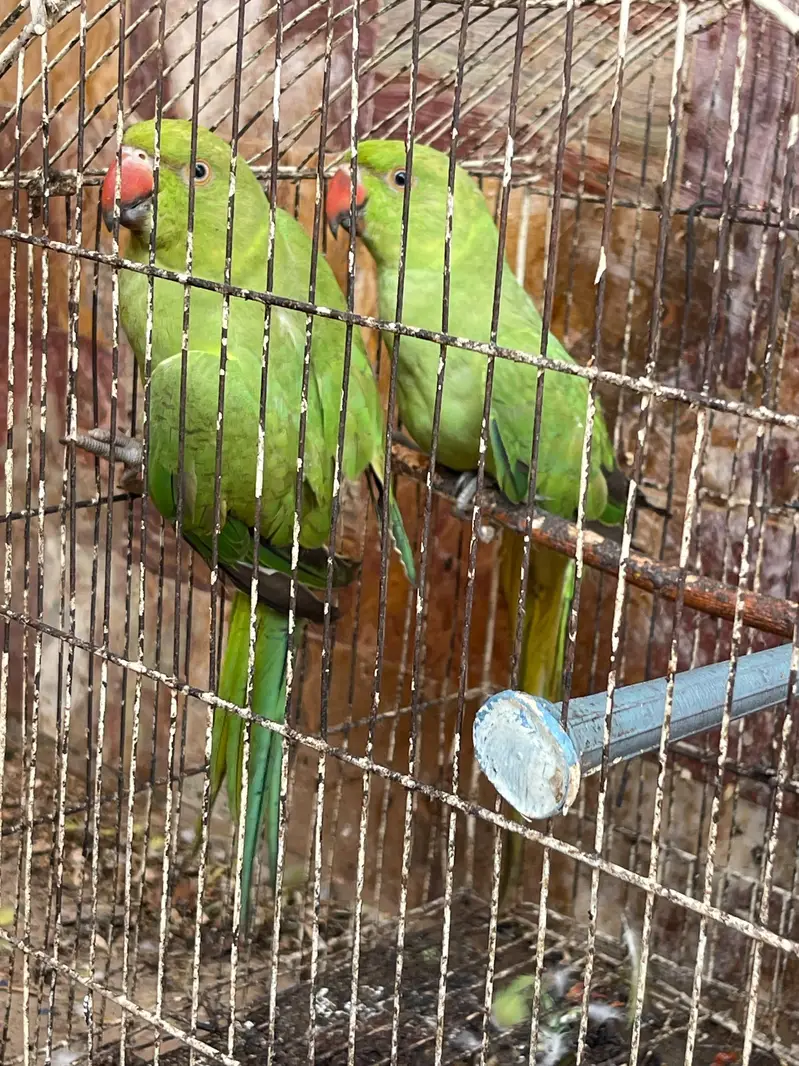 Ring neck Green Parrots urgent sale — photo 2