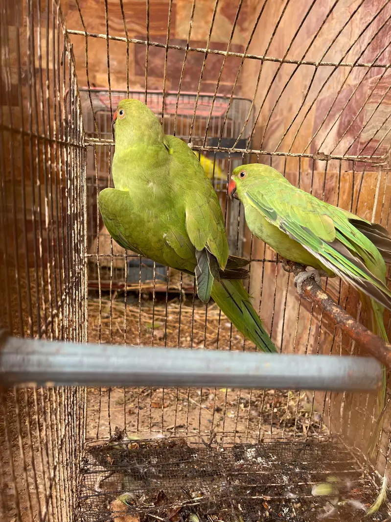 Ring neck Green Parrots urgent sale — photo 3