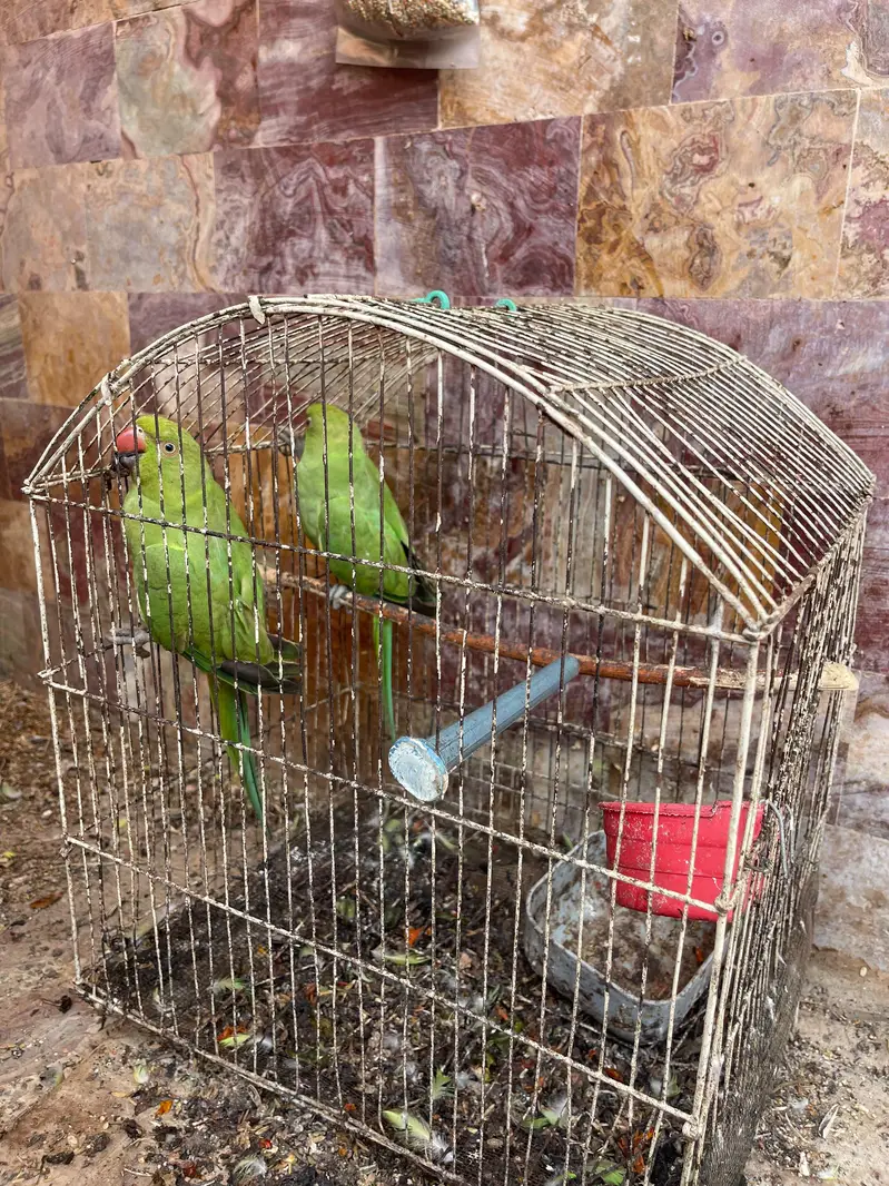 Ring neck Green Parrots urgent sale — photo 4