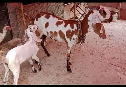Goat | Betal Bakri | Bakra | Nagri female | Shera Bakra | Breeder
