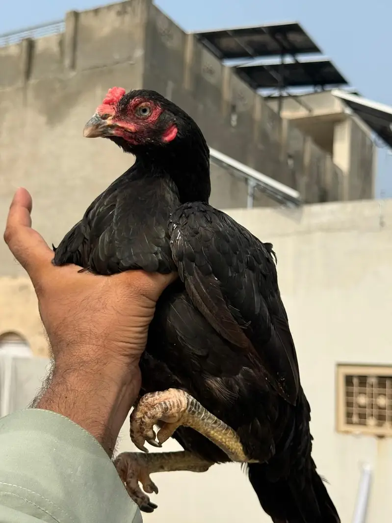 quality mushki madi for sale — photo 2
