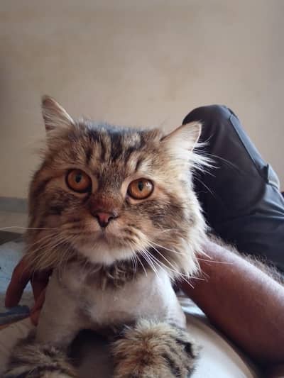 Persion triple coat (neutered)