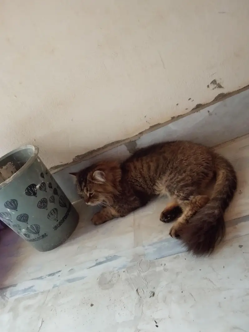 Persion triple coat (neutered) — photo 2