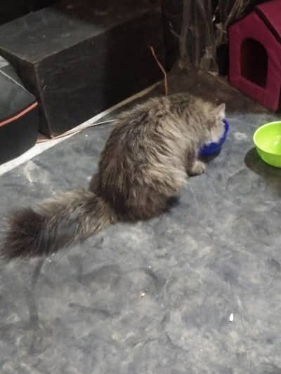 Persion triple coat (neutered)