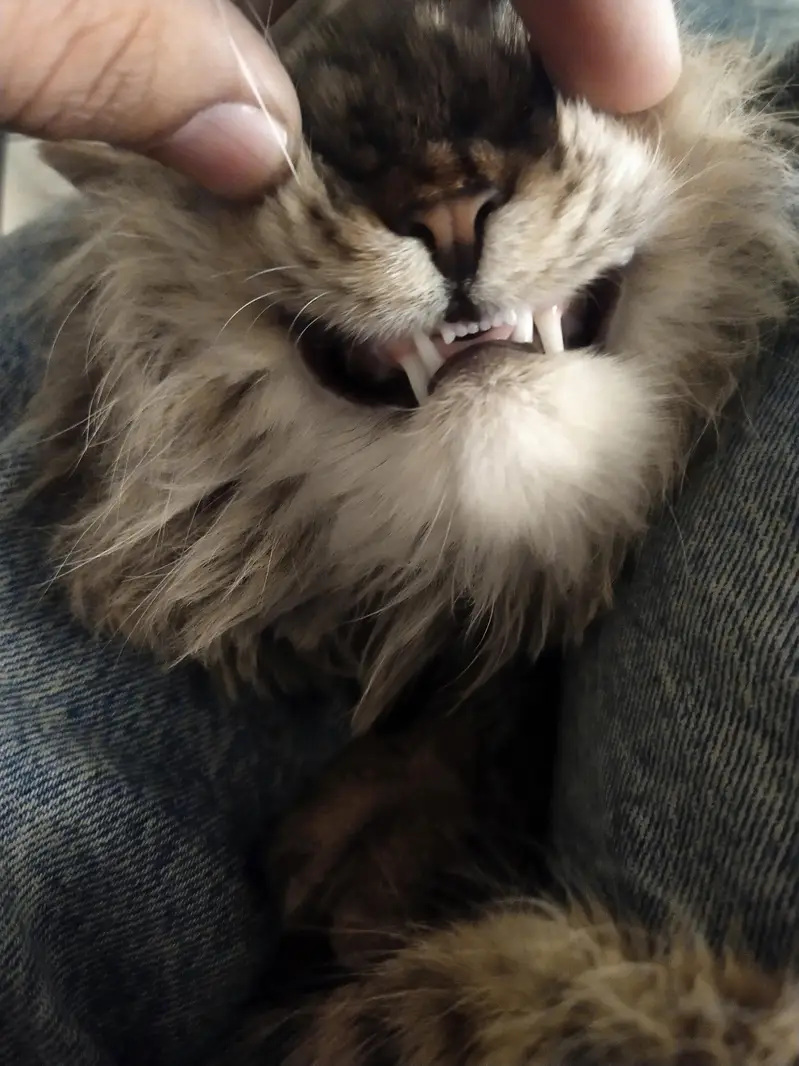 Persion triple coat (neutered) — photo 4
