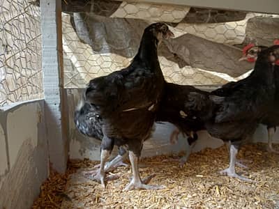australorp chiks for sale