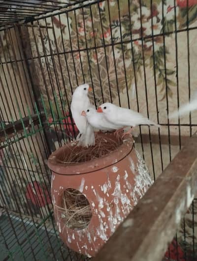 Snow White finch pair