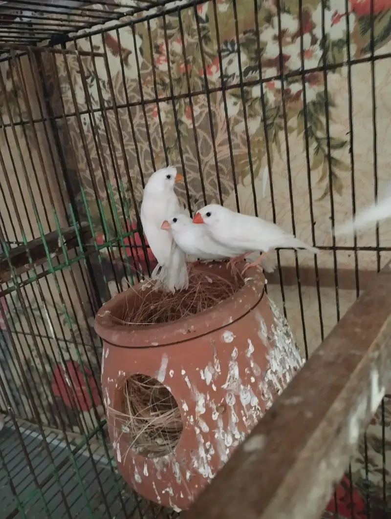 Snow White finch pair