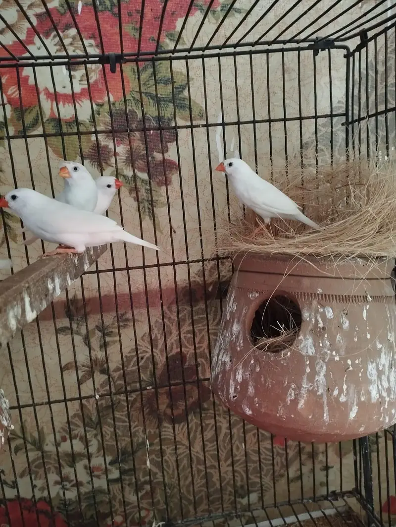 Snow White finch pair — photo 2