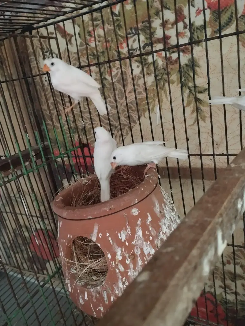 Snow White finch pair — photo 3