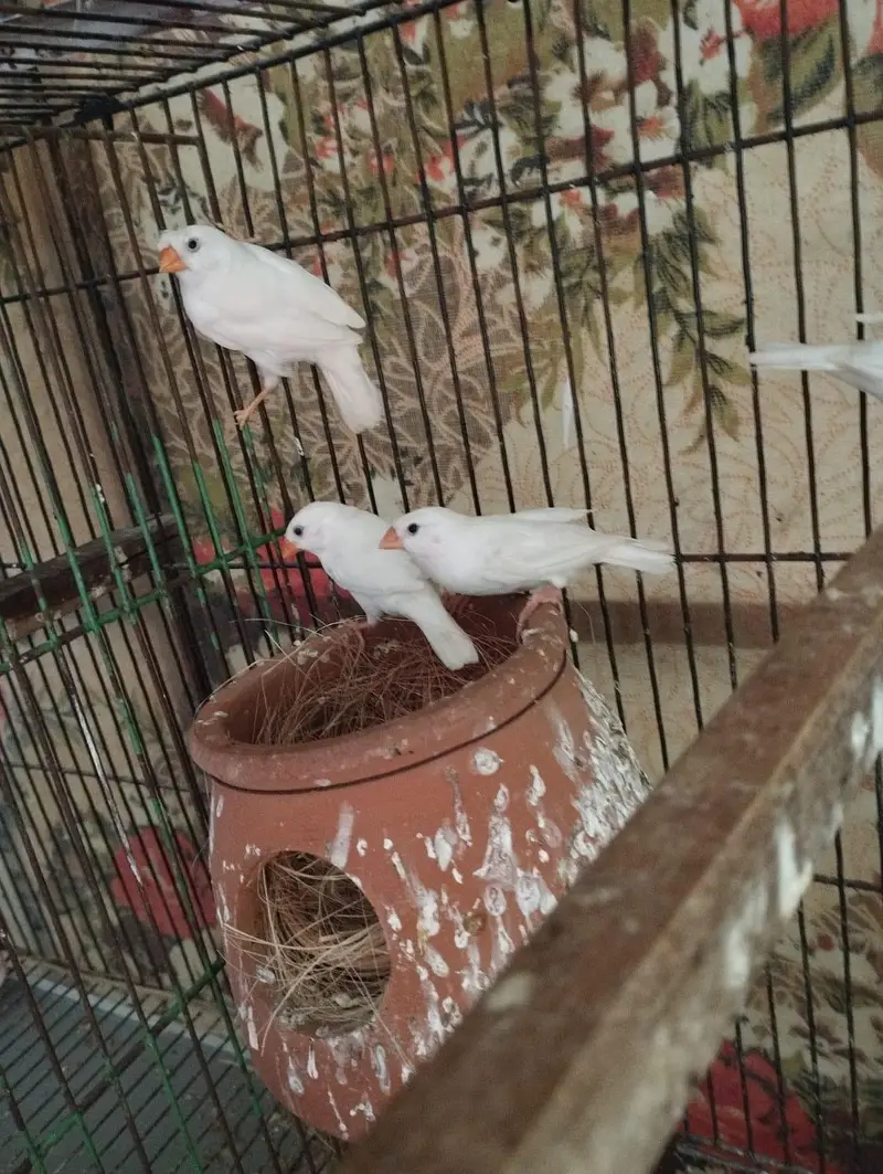 Snow White finch pair — photo 4