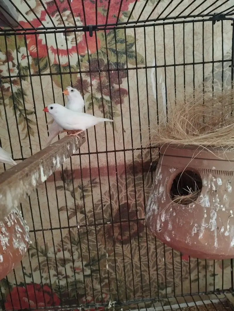 Snow White finch pair — photo 5