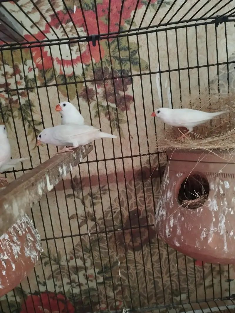Snow White finch pair — photo 6