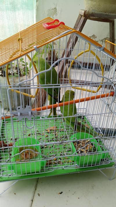 ringneck parrot pair