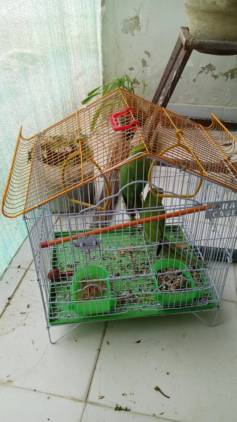 ringneck parrot pair — photo 2