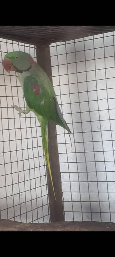 Parrot