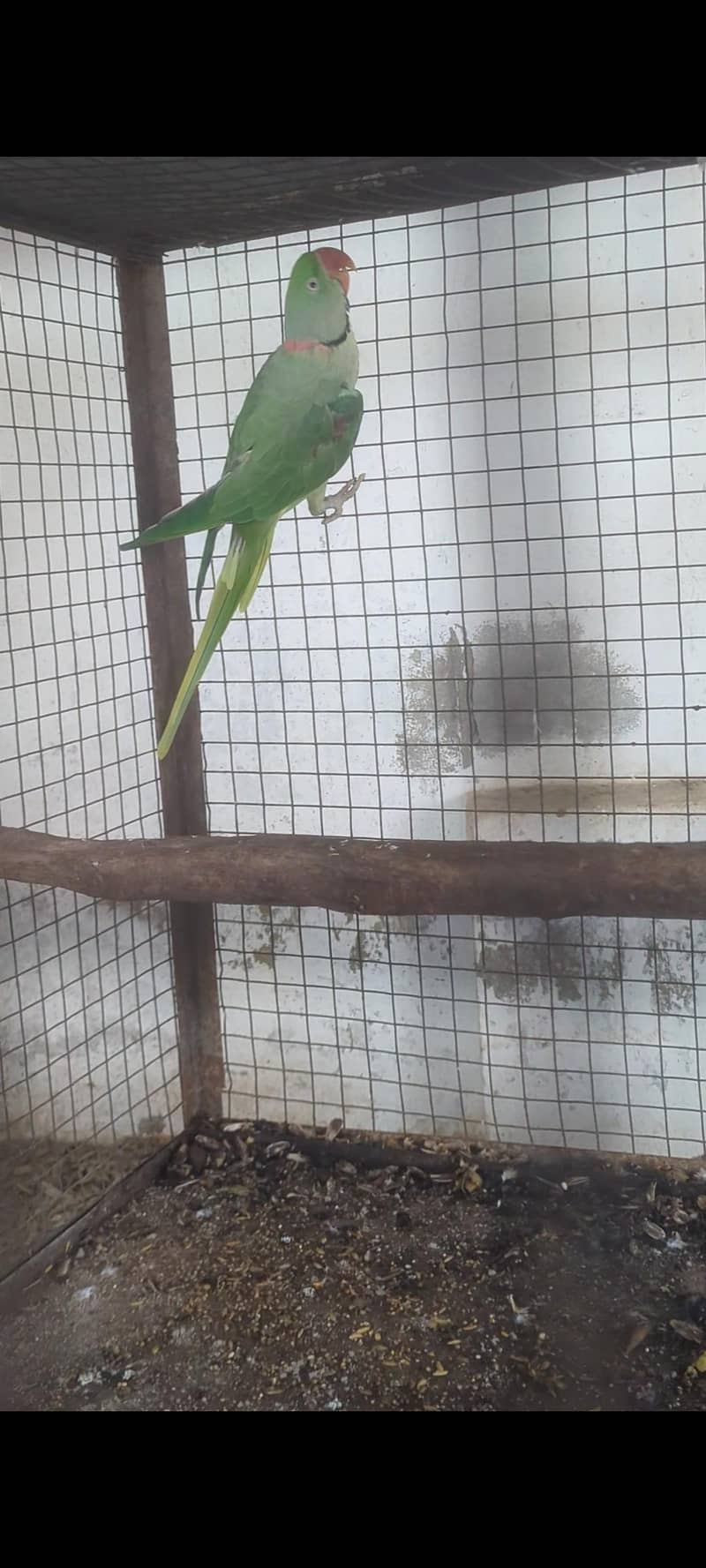Parrot 1