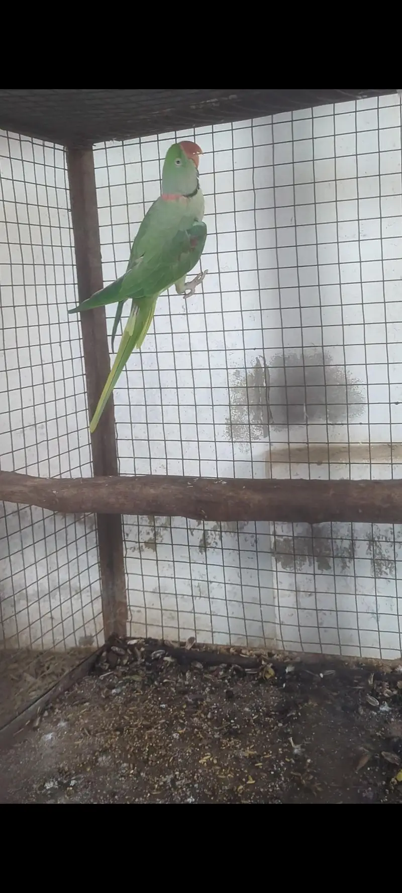 Parrot — photo 2
