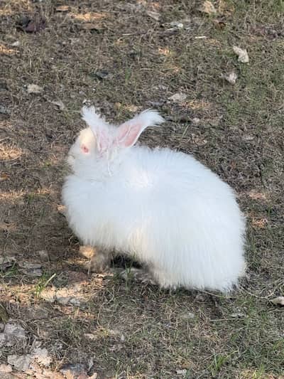 Original angora red eyes