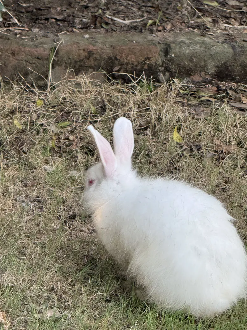 Original angora red eyes — photo 2