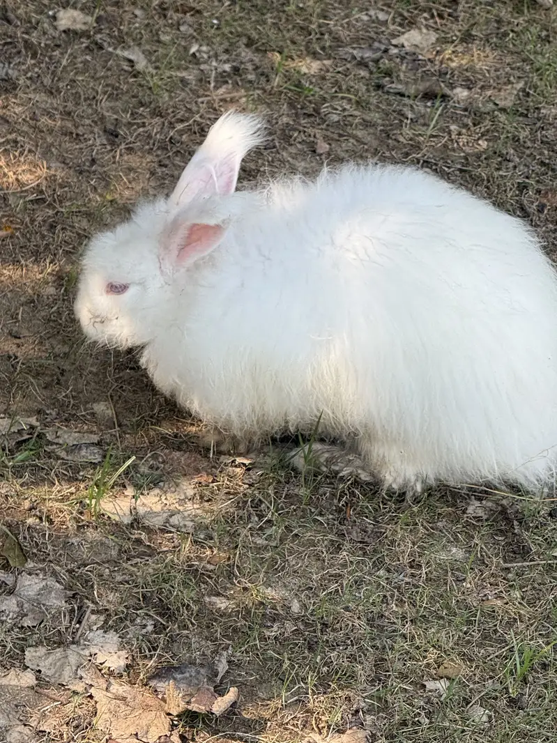 Original angora red eyes — photo 3