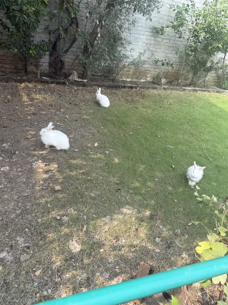 Original angora red eyes — photo 4