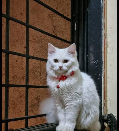 beautiful persian cat is available for sale