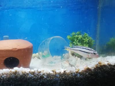 Auratus Cichlid