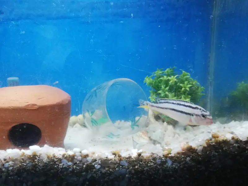 Auratus Cichlid