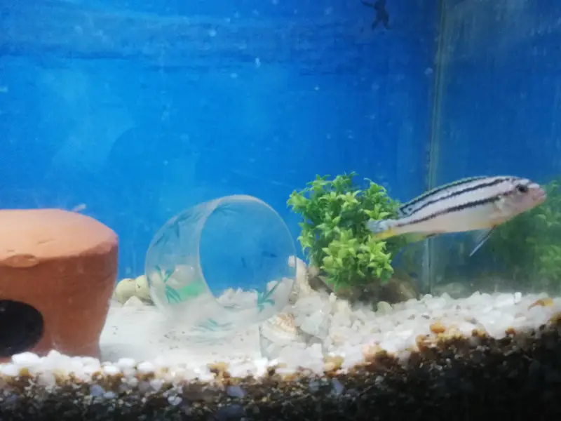 Auratus Cichlid — photo 2