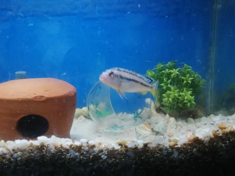 Auratus Cichlid — photo 3