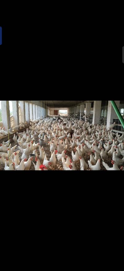 21 Week RozChick W80 Layer Hens | Starter Egg Shuru | Chakwal*