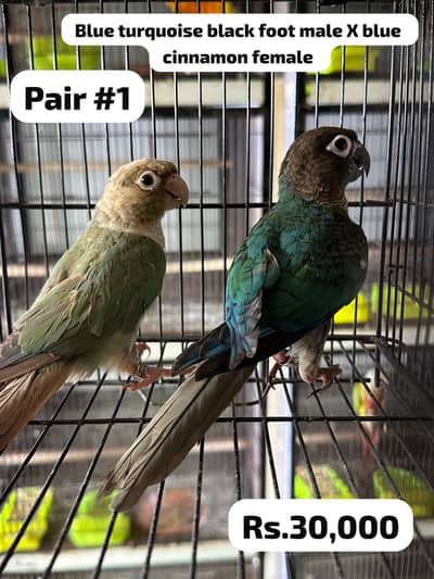 Blue turquoise to blue cinnamon conure ready to breed pair
