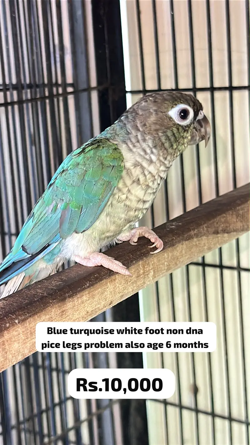 Blue turquoise to blue cinnamon conure ready to breed pair — photo 2