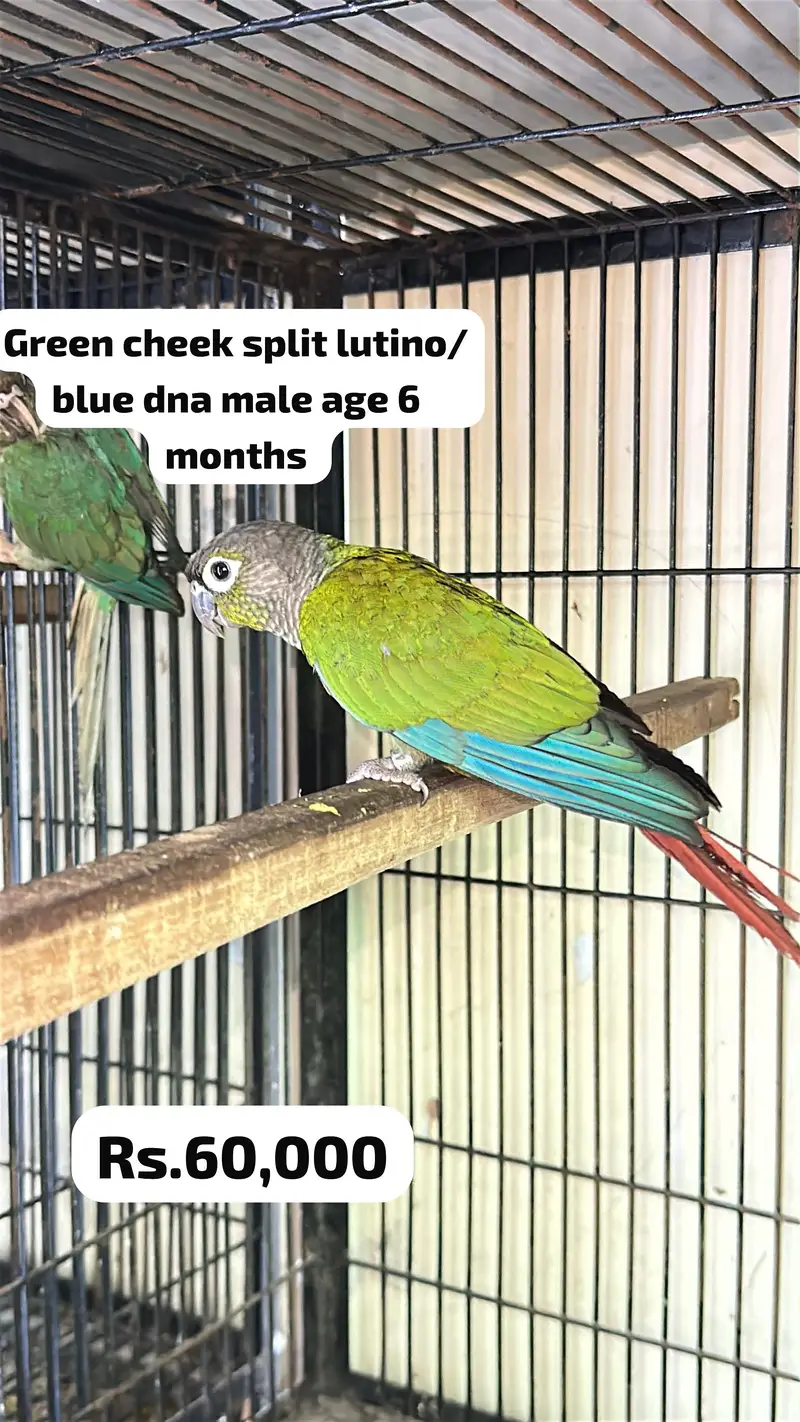 Blue turquoise to blue cinnamon conure ready to breed pair — photo 3