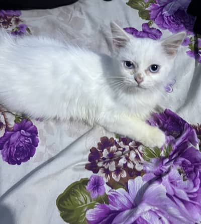 Blue Eyes Female