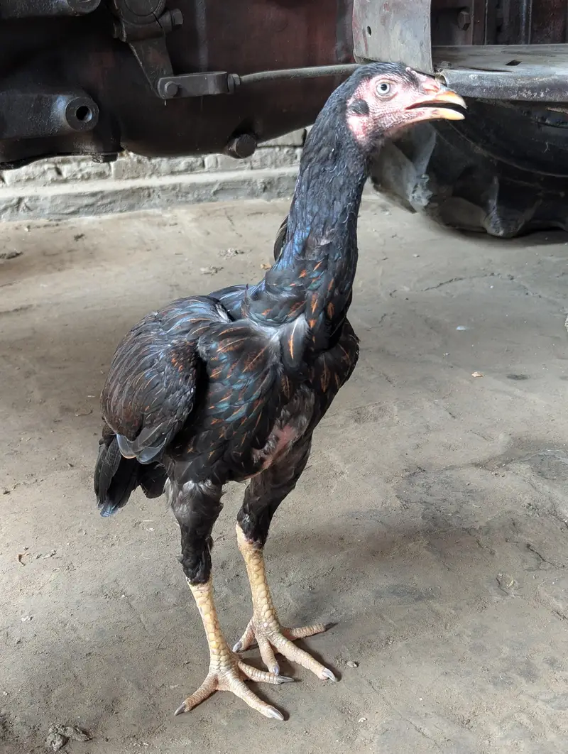 urgent sale — photo 2