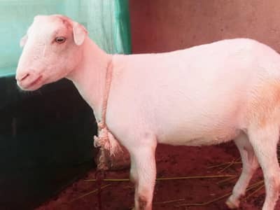 teddy female kheri