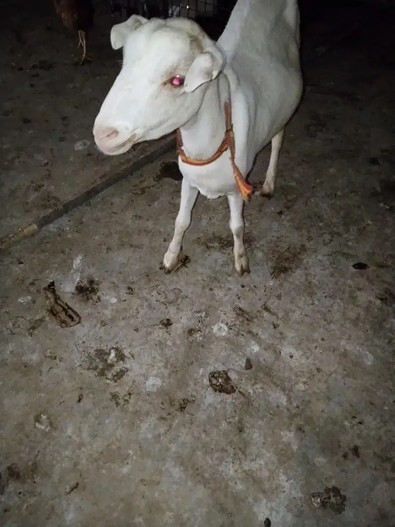 teddy female kheri — photo 2