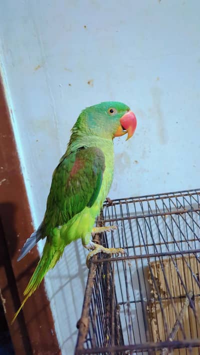 Pahari female parrot hand tamed