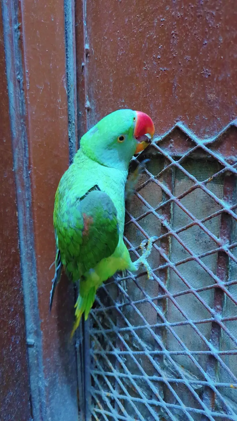 Pahari female parrot hand tamed — photo 6