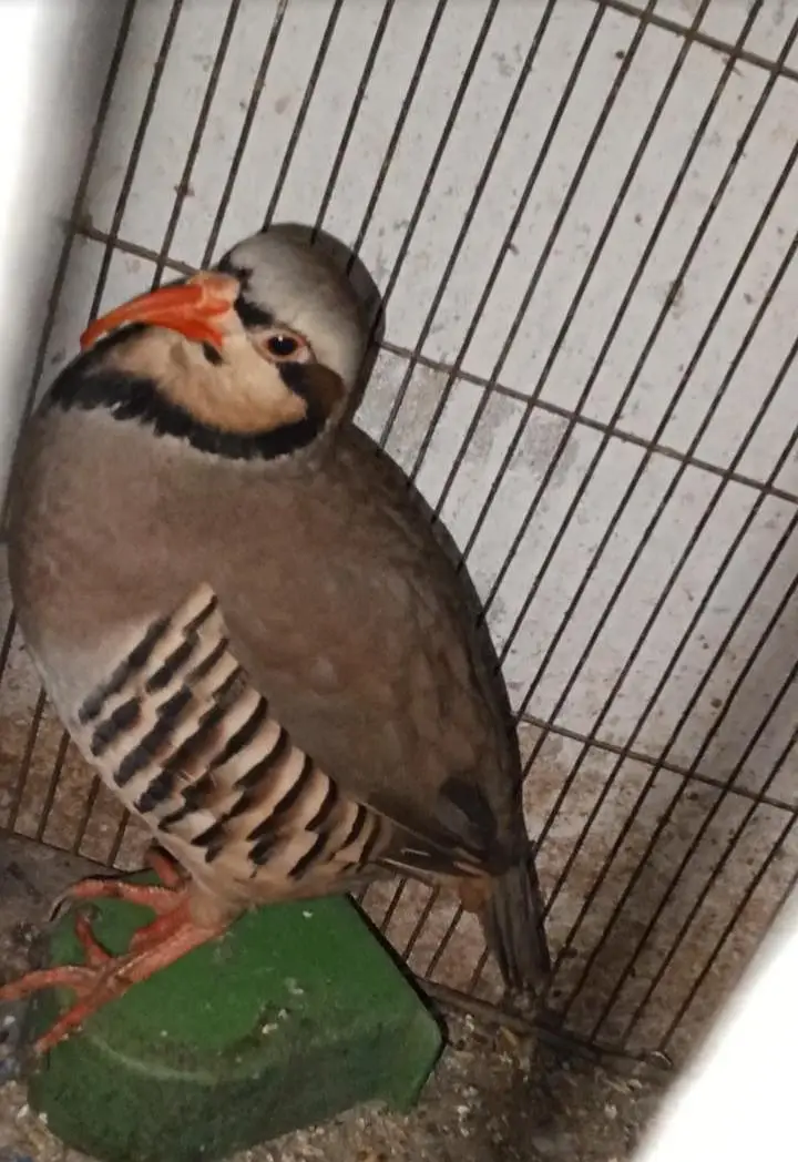 for urgent sell — photo 2