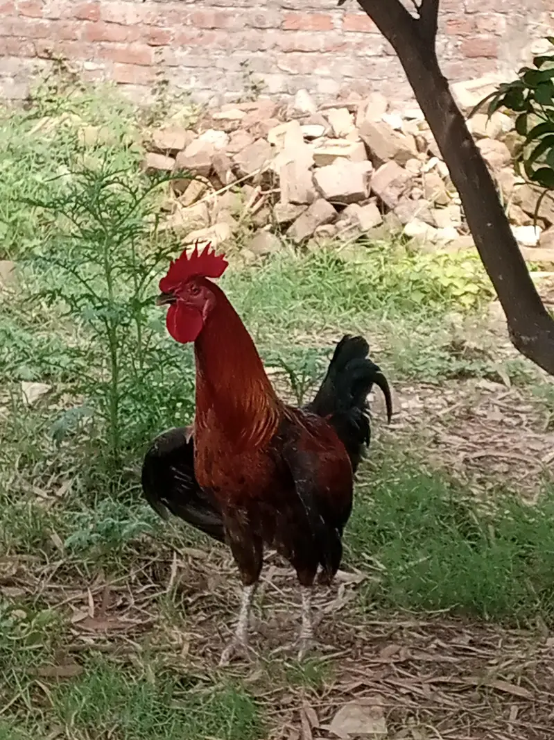 Desi murga aur Murgi — photo 2